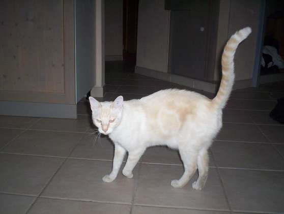 PERDU DOLLY chat male blanc taches roux tres clair, yeux bleus a Les Arcs (83) du 15-09-2010 19500521_1