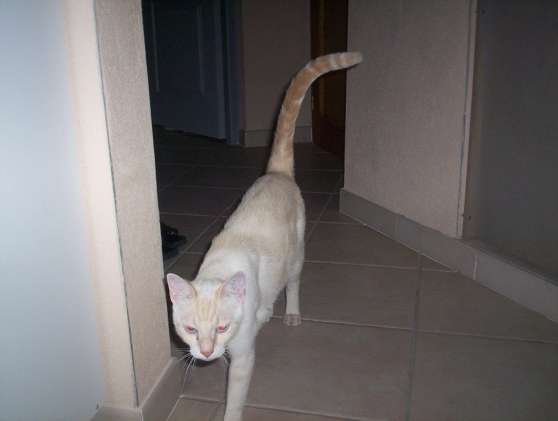 PERDU DOLLY chat male blanc taches roux tres clair, yeux bleus a Les Arcs (83) du 15-09-2010 19500521_2