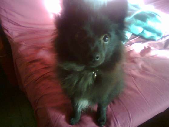site de rencontres pour chiens saillie