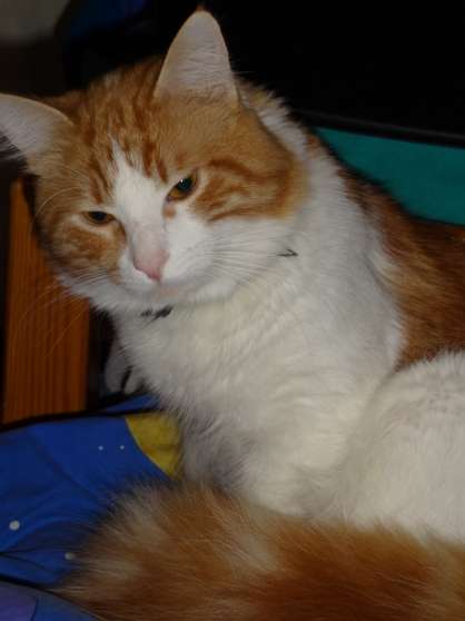 Stérilisation chat gratuite paris