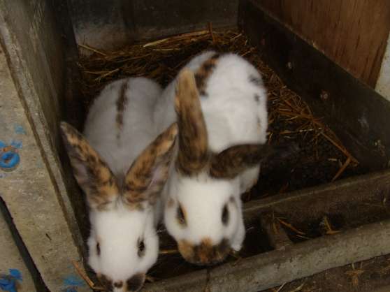 site de rencontre pour animaux lapin