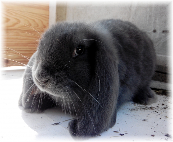 site de rencontre pour animaux lapin