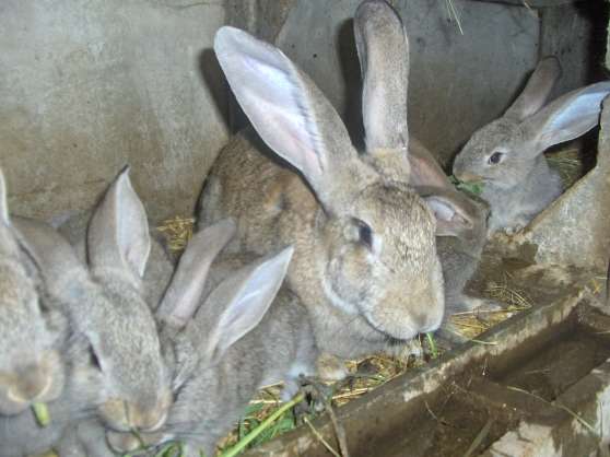 Site de rencontre pour animaux lapin
