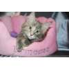 Chaton femelle Maine Coon bleue tortie