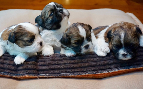 Vends Chiots Shih Tzu 500 EUR à Prinquiau