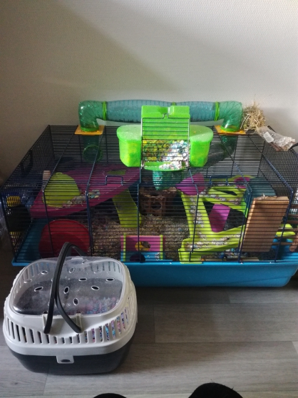 Grande cage hamster