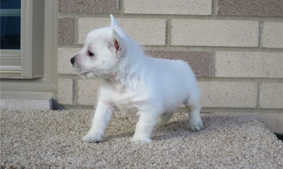 chiot westie disponible