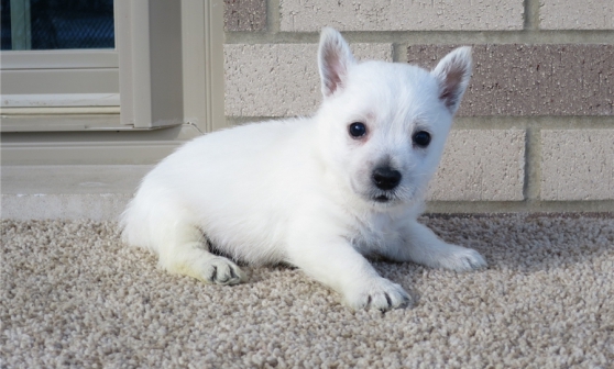 adorables chiots derace westie