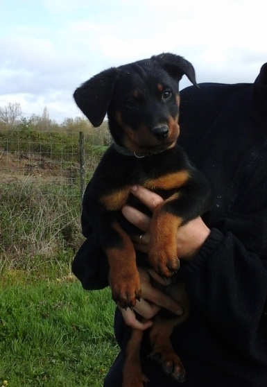 Magnifiques chiots beaucerons disponible