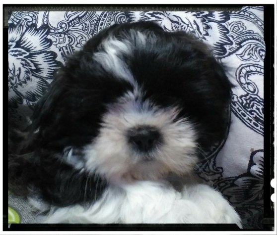 ADORABLES BEBES shih tzu