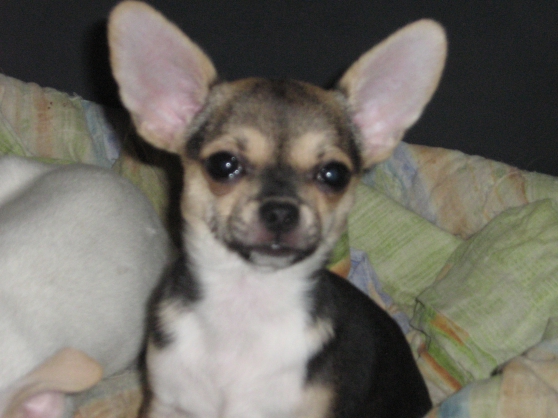 chiots chihuahua