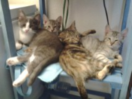 Donne chatons