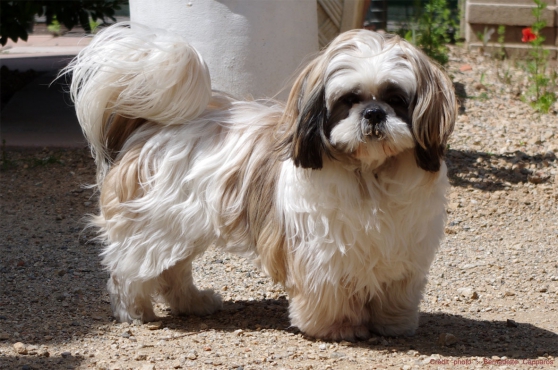 Shi Tzu