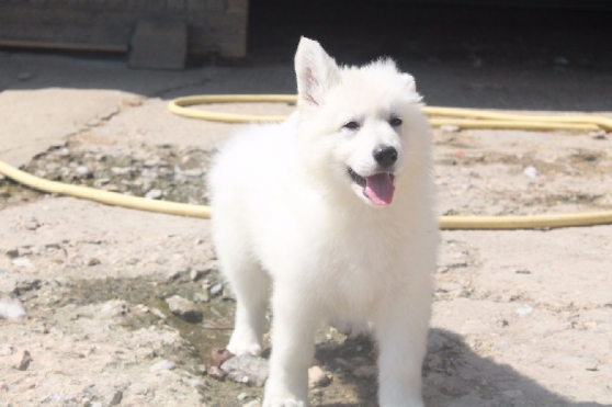 berger Blanc Suisse