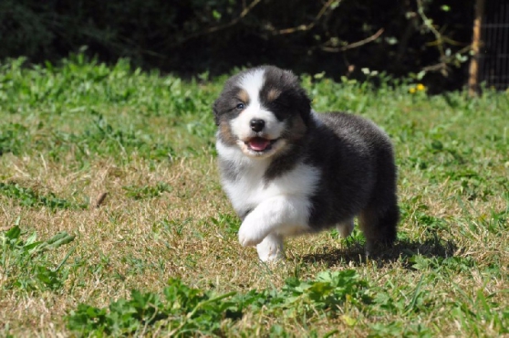 chiots Berger Australien