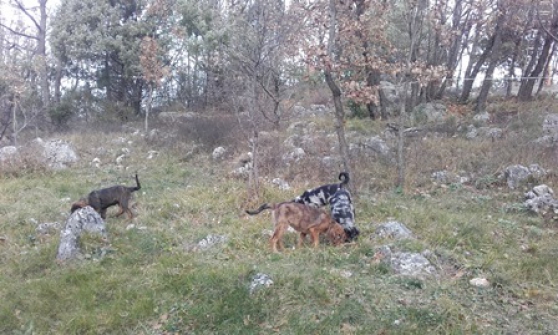 Chien Truffier Caveur