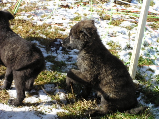 chiots berger hollandais