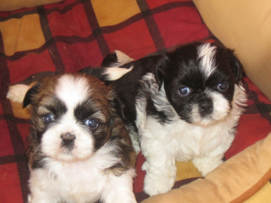 A réserver bébés type shih tzu