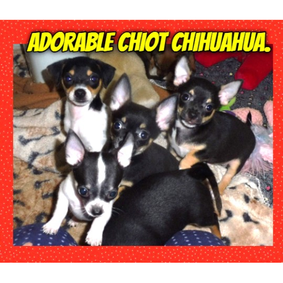 SPENDIDES CHIOTS CHIHUAHUA