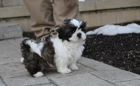Blanc et réductions Shih Tzu Chiots