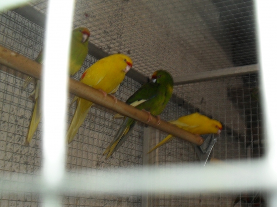 kakarikis front jaune