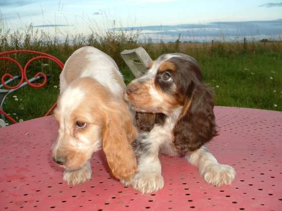 7 chiots cockers spaniels non LOF