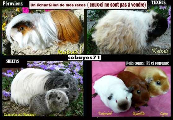 Divers bébés cobayes