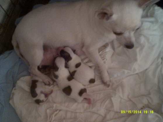 chiot males chihuahua