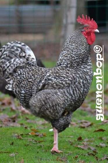 oeufs fécondés coucou de rennes GR