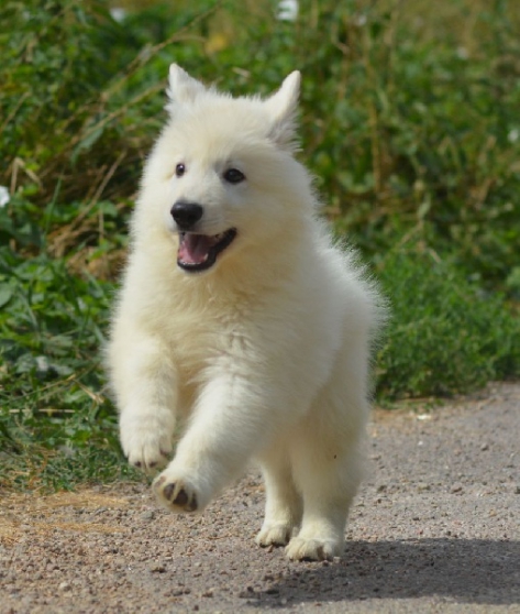 berger blanc suisse