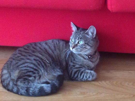 Donne chat européen tigré - Femelle