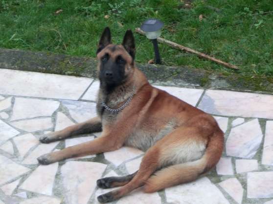 Berger Belge Malinois pour Saillie