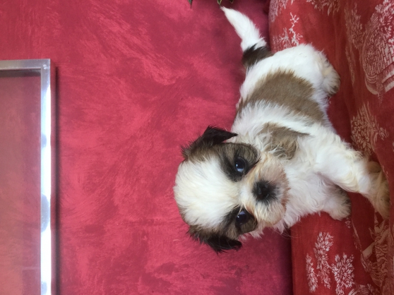 Bientôt disponibles