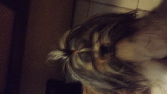 SHIH TZU LOF A VENDRE