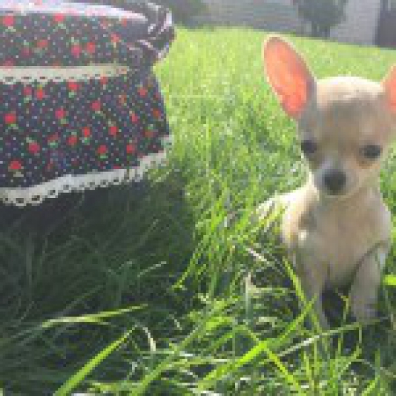 Chiot type chihuahua femelle à donner