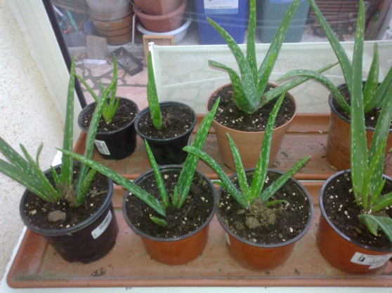 Annonce occasion, vente ou achat 'Aloes Verra'
