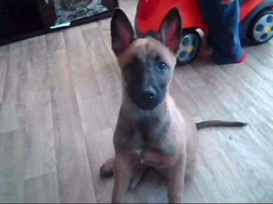 Annonce occasion, vente ou achat 'chiot malinois'