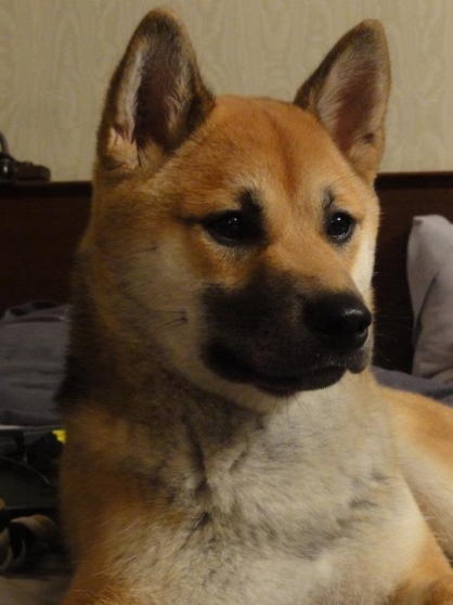 Shiba Inu Mâle Pour Saillie Marchefr