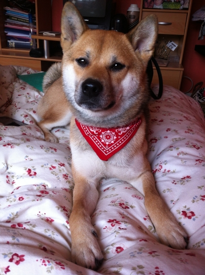 Shiba Inu Mâle Pour Saillie Marchefr