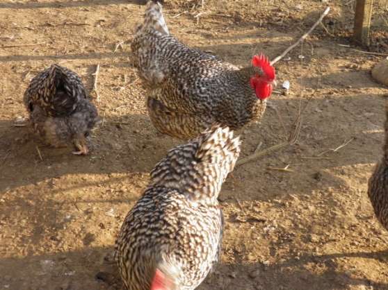 Annonce occasion, vente ou achat 'oeufs a couver poules races pures'