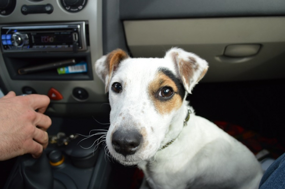 Saillie Jack Russell