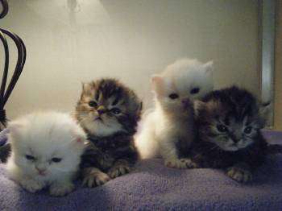 Annonce occasion, vente ou achat 'Adorables Chatons Scottish fold'