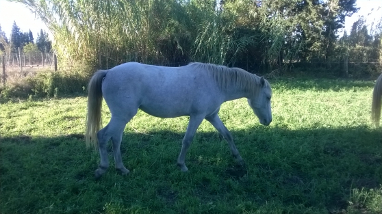 Annonce occasion, vente ou achat 'cheval pouliches pp Camargue 33 moi'