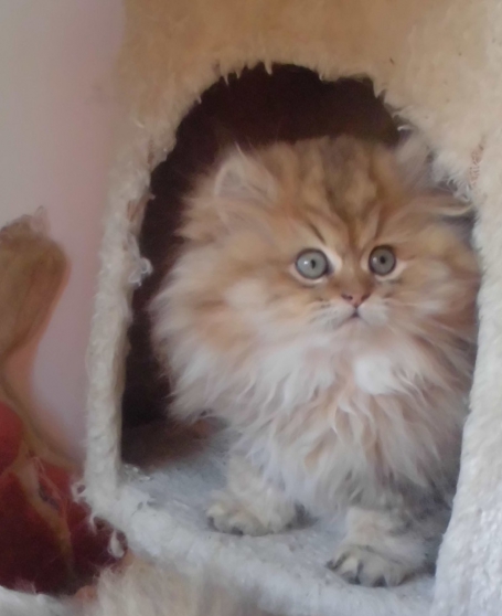 Annonce occasion, vente ou achat '2 CHATONS PERSANS GOLDEN LOOF'