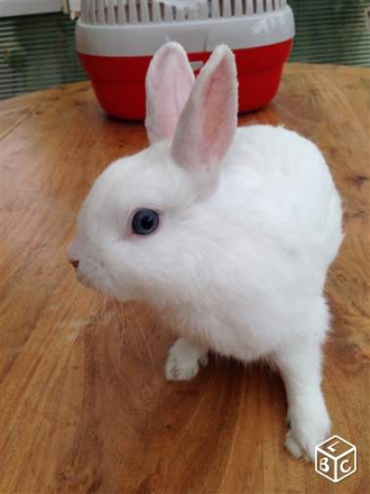 Annonce occasion, vente ou achat 'adorable lapin blanc yeux bleus'