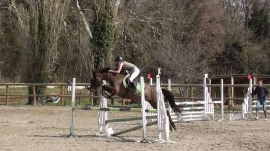 ponette New forest pour cso 110