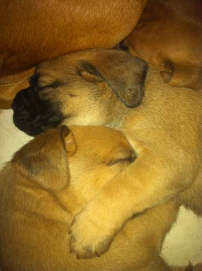 Annonce occasion, vente ou achat 'chiot type boxer'