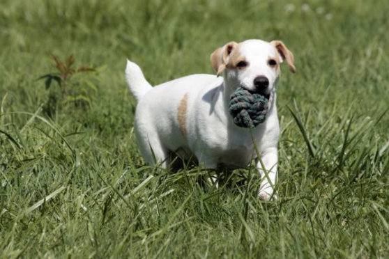 Superbe Chiot Jack Russell Terrier de 07