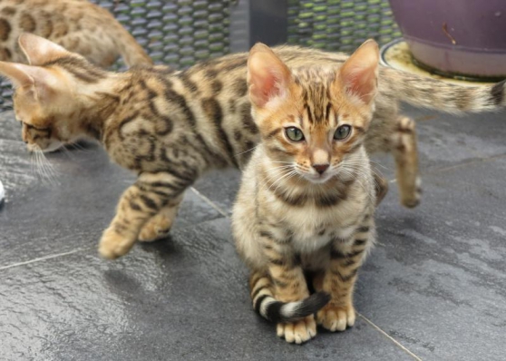 Annonce occasion, vente ou achat '2 Mles et 1 Femelle Bengal Brown Tabby'