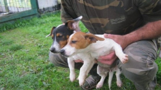 Annonce occasion, vente ou achat 'Don Chiots d apparence Jack Russel‏'